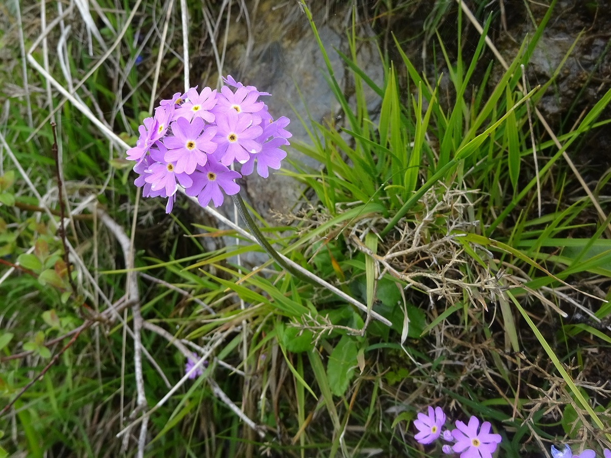 Primula farinosa (Primulaceae)